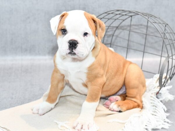 [#36692] Red and White Male Olde Bulldog Puppies For Sale