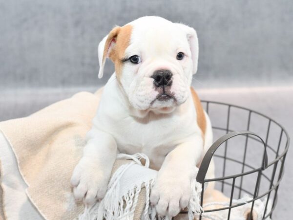 [#36693] Red and White Female Olde Bulldog Puppies For Sale