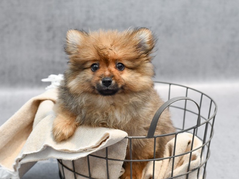Pomeranian - 36699 Image #1