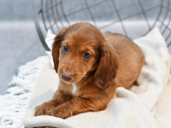 [#36705] Red Male Dachshund Puppies For Sale