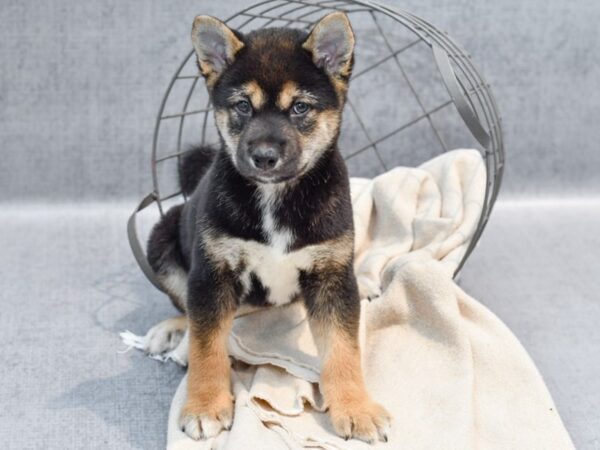 [#36711] Black White / Tan Male Shiba Inu Puppies For Sale