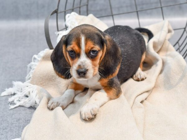 [#36716] tri Female Beagle Puppies For Sale