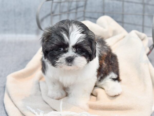 Shih Tzu Dog Female Brown / White 36728 Petland Novi, Michigan