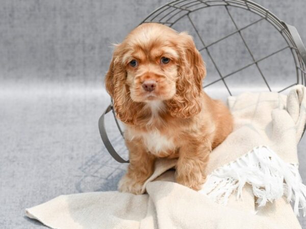 [#36729] Brown Male Cocker Spaniel Puppies For Sale