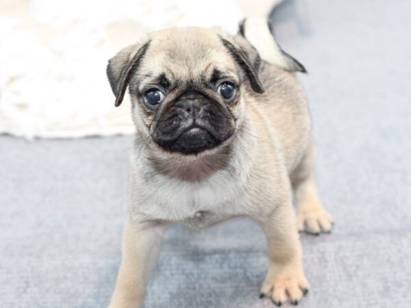 [#36733] Fawn Female Pug Puppies For Sale