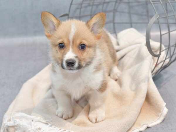 [#36735] Red & White Male Pembroke Welsh Corgi Puppies For Sale