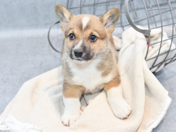 [#36737] Red & White Male Pembroke Welsh Corgi Puppies For Sale