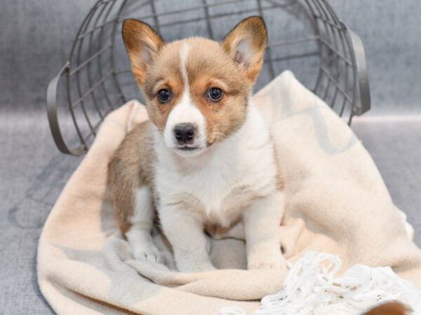 [#36738] Red & White Female Pembroke Welsh Corgi Puppies For Sale