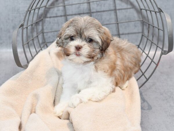 Shihpoo-Dog-Female-Cream &  White-36740-Petland Novi, Michigan