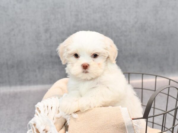[#36741] Cream &  White Female Shihpoo Puppies For Sale