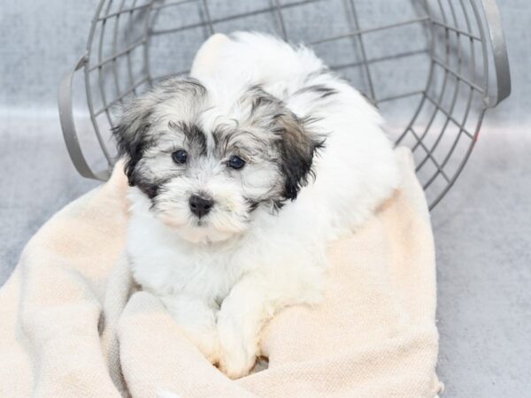 [#36744] Brindle & White Male Havanese Puppies For Sale