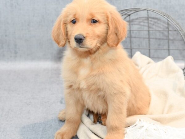 [#36745] Golden Male Golden Retriever Puppies For Sale