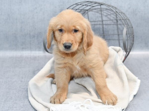 [#36746] Golden Female Golden Retriever Puppies For Sale