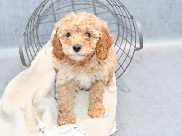 [#36747] Red & White Male Cavapoo Puppies For Sale