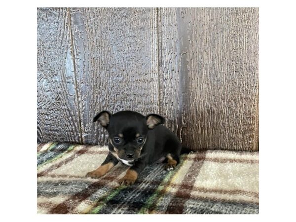 [#36753] Black / Tan Female Chihuahua Puppies For Sale