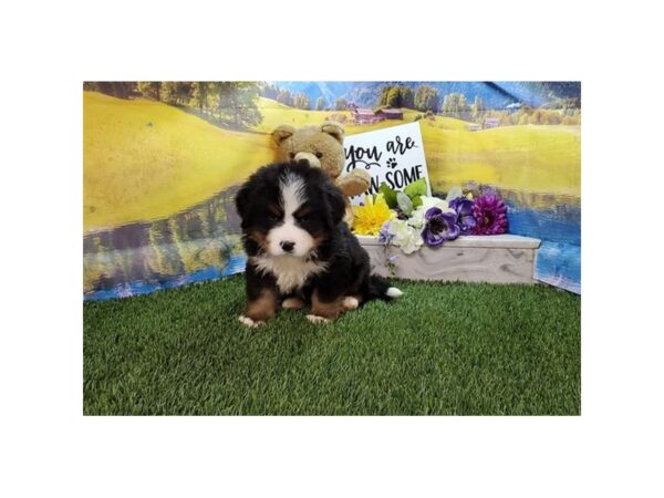 [#36756] Black White / Tan Female Bernese Mountain Dog Puppies For Sale