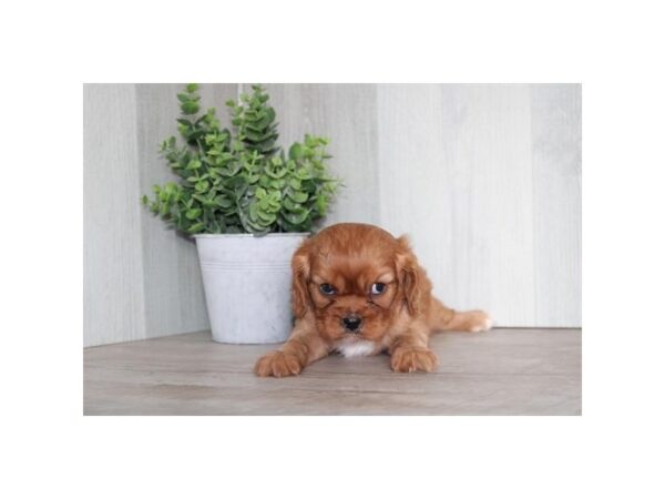 [#36760] Ruby Female Cavalier King Charles Spaniel Puppies For Sale