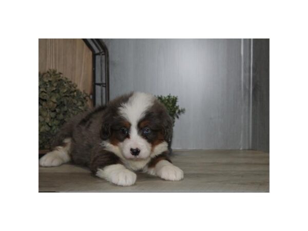 [#36757] Blue Merle / Tan Male Mini Bernedoodle Puppies For Sale