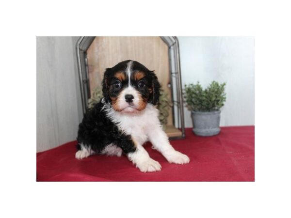 [#36772] Tri-Colored Male Cavalier King Charles Spaniel Puppies For Sale