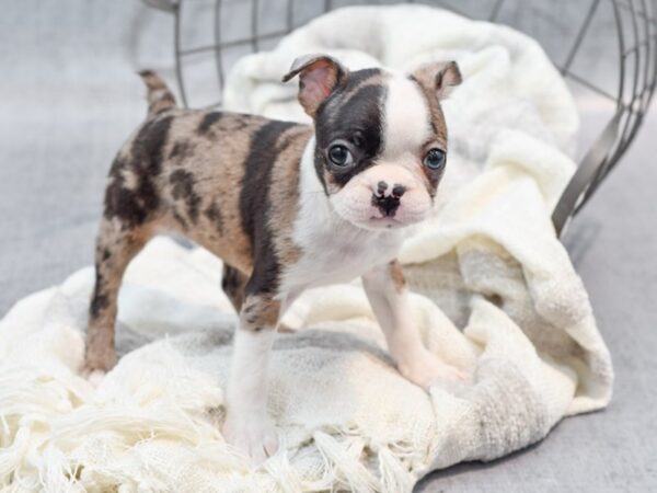 Boston Terrier Dog Female Blue Merle / White 36750 Petland Novi, Michigan