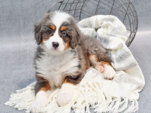 Mini Bernedoodle-Dog-Male-Blue Merle / Tan-36757-Petland Novi, Michigan