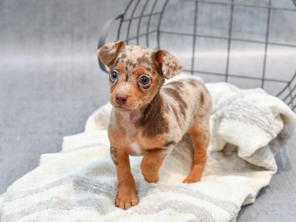 Chiweenie-Dog-Female-Chocolate Merle-36759-Petland Novi, Michigan