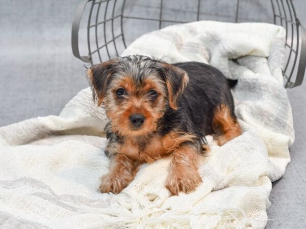 Yorkshire Terrier Dog Female Black / Tan 36761 Petland Novi, Michigan