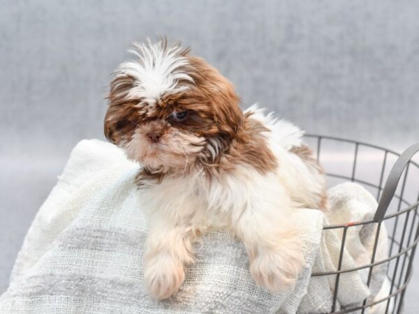 Teddy Bear Dog Male Brindle / White 36763 Petland Novi, Michigan