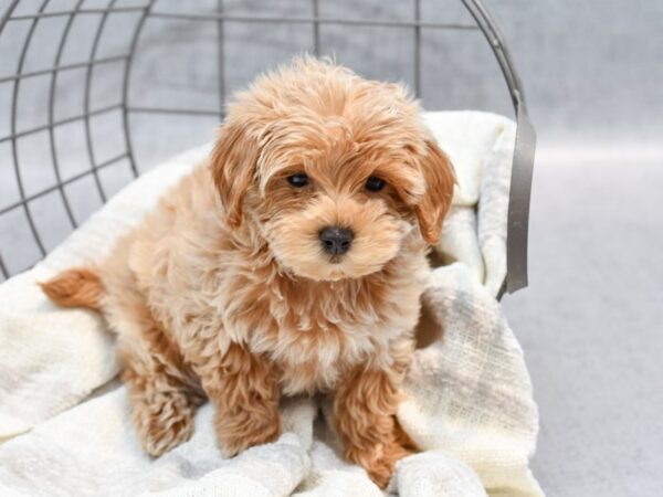 Maltipoo Dog Male Red 36766 Petland Novi, Michigan