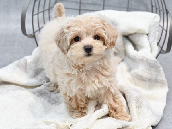 [#36767] Apricot Female Maltipoo Puppies For Sale
