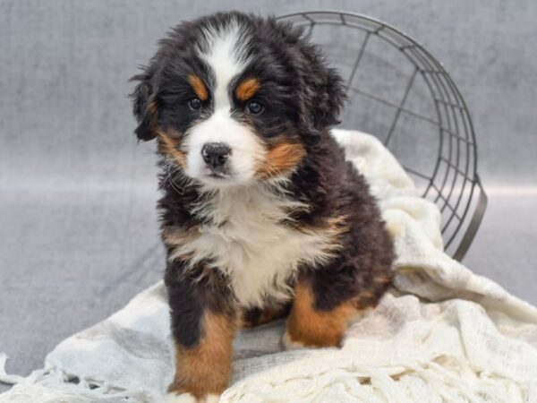 Bernese Mountain Dog-Dog-Female-Black White / Tan-36756-Petland Novi, Michigan