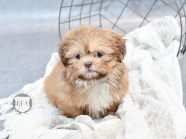 Shih Tzu-Dog-Female-Liver-36777-Petland Novi, Michigan