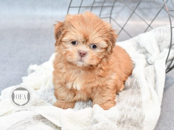 Shih Tzu-Dog-Male-Liver-36778-Petland Novi, Michigan