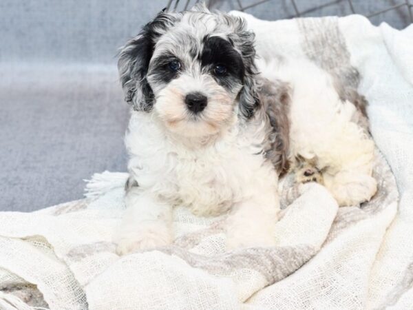 Cockadoodle Dog Female Blue Merle / White 36780 Petland Novi, Michigan