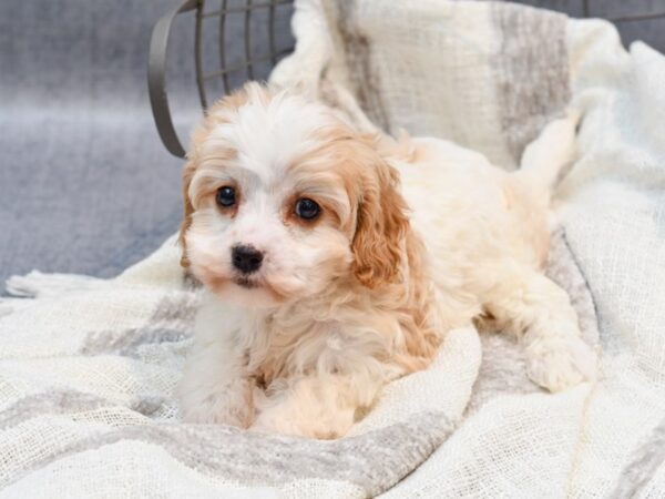 Cavachon-Dog-Female-Blenheim-36781-Petland Novi, Michigan