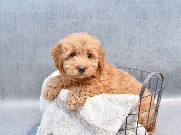 Goldendoodle Mini 2nd Gen-Dog-Female-Red-36785-Petland Novi, Michigan