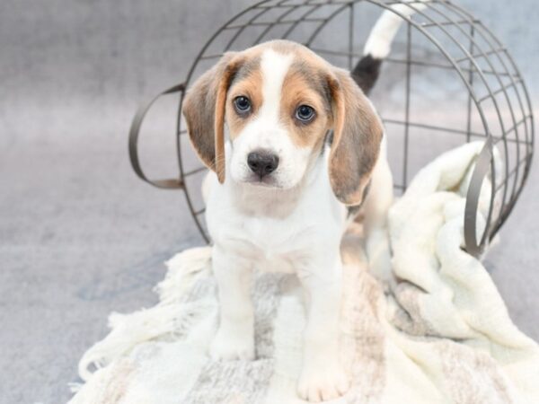 Beagle Dog Male Blue Tri 36791 Petland Novi, Michigan