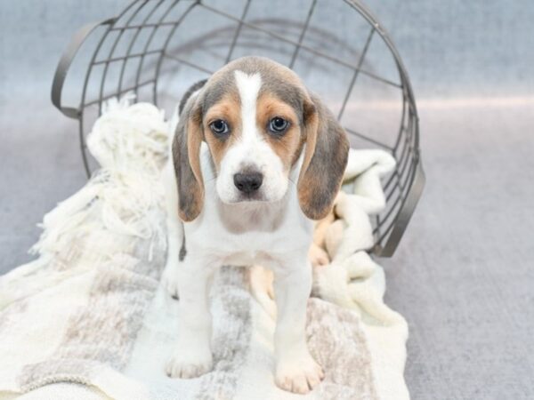 Beagle Dog Female Blue Tri 36792 Petland Novi, Michigan