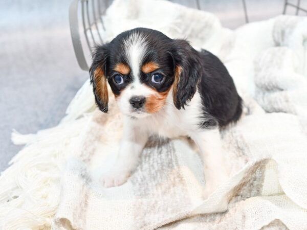 Cavalier King Charles Spaniel-Dog-Male-Tri-36793-Petland Novi, Michigan