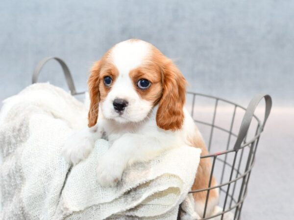 Cavalier King Charles Spaniel-Dog-Male-Bleh-36794-Petland Novi, Michigan