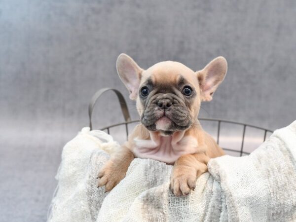 French Bulldog-Dog-Female-Fawn Blk Mask-36797-Petland Novi, Michigan