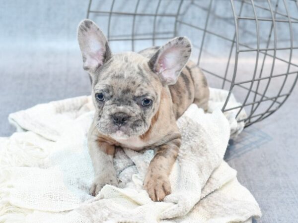 French Bulldog Dog Female Merle 36798 Petland Novi, Michigan