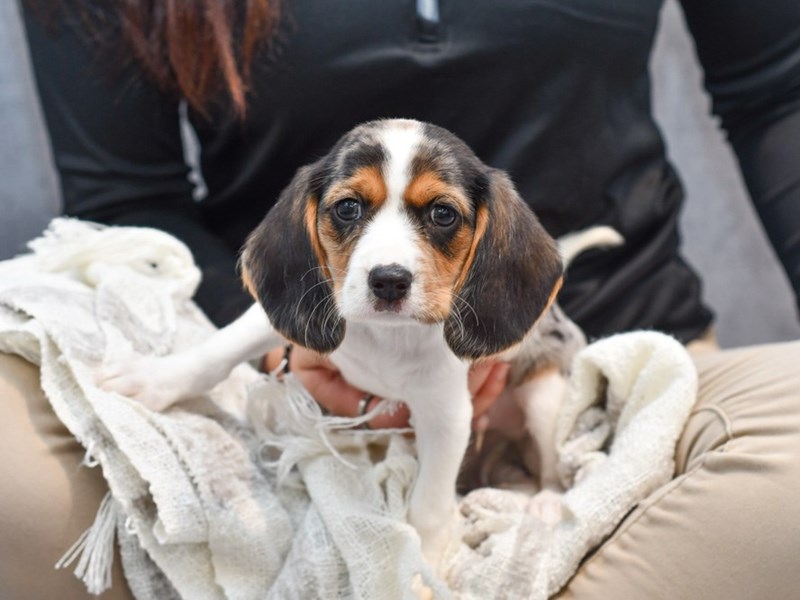 Dogs and Puppies for Sale Petland Novi, Michigan Puppy Store
