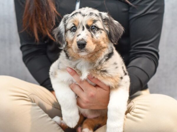 Miniature Australian Shepherd-Dog-Female-Blue Merle-36804-Petland Novi, Michigan