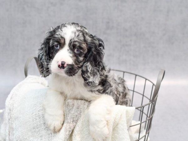 Cocker Spaniel-Dog-Female-Blue Merle-36806-Petland Novi, Michigan