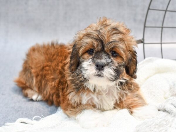 Lhasa Apso Dog Male Brown / White 36807 Petland Novi, Michigan