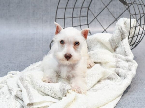 Miniature Schnauzer Dog Male White 36808 Petland Novi, Michigan