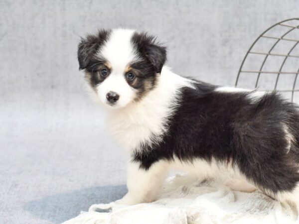 Aussimo Dog Male Black / White 36811 Petland Novi, Michigan