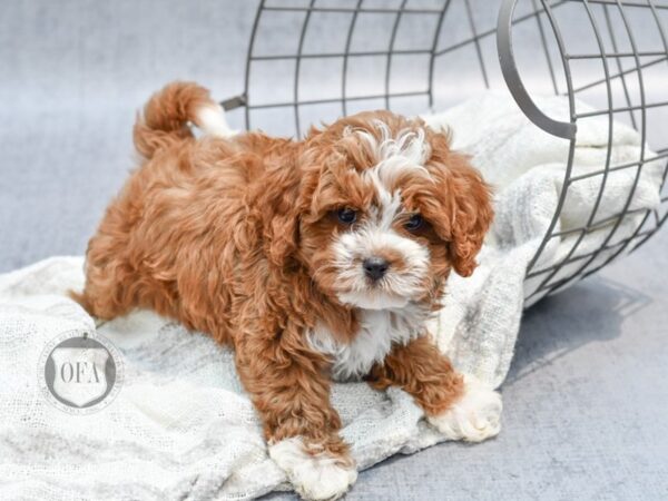 Cavapoo-Dog-Male-Red & White-36812-Petland Novi, Michigan