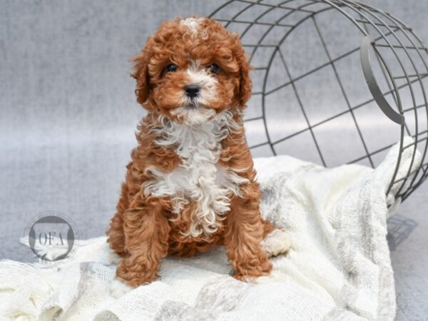 Cavapoo Dog Female Red & White 36813 Petland Novi, Michigan